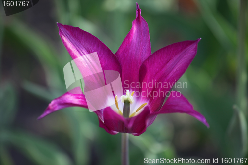 Image of Tulip bud. Close-up view.