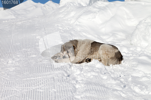 Image of Dog sleeping on snow