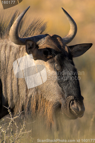 Image of Portrait of Gnu