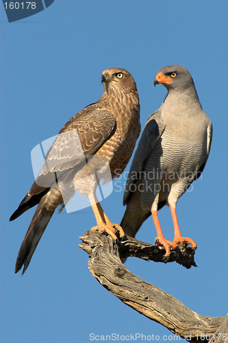 Image of Pair of pale-chanting goshakws on a tree