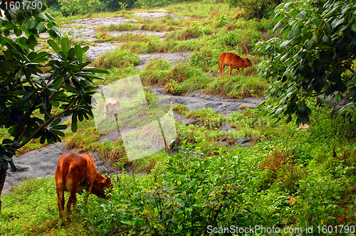 Image of Cows on the Rocky Hill