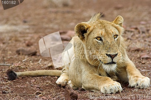 Image of Portrait of a lion