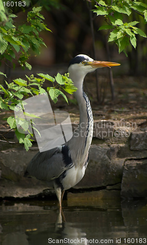 Image of Portrait of a grey heron