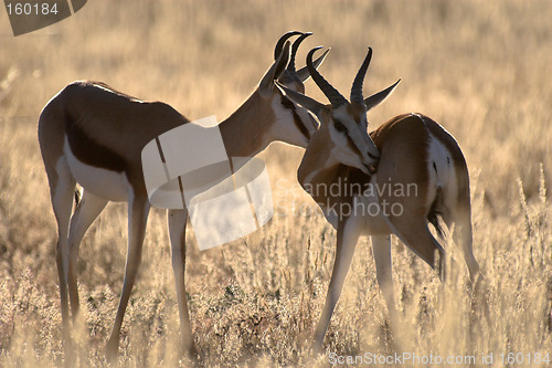 Image of Two springbucks in the evening sun