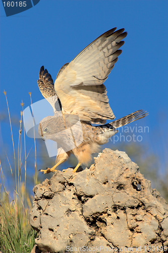 Image of Lesser kestrel landing on rock
