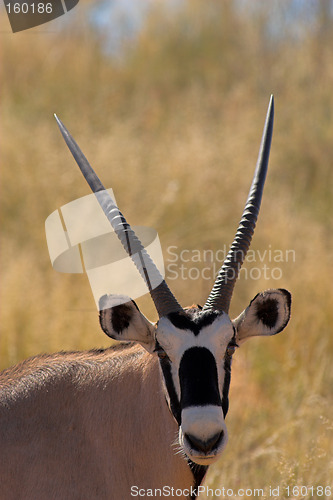 Image of Portrait of an oryx