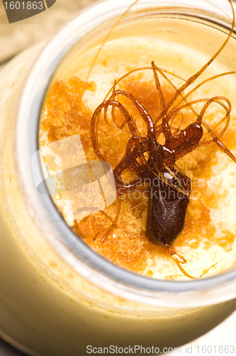 Image of Delicious creme caramel dessert 