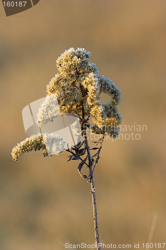 Image of Plant on a winter morning