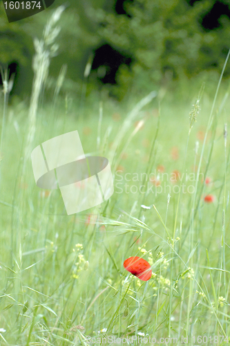 Image of  Red poppies