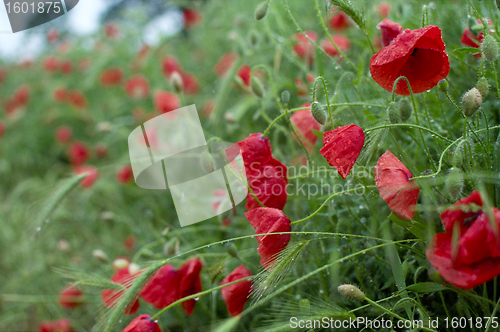 Image of  Red poppies