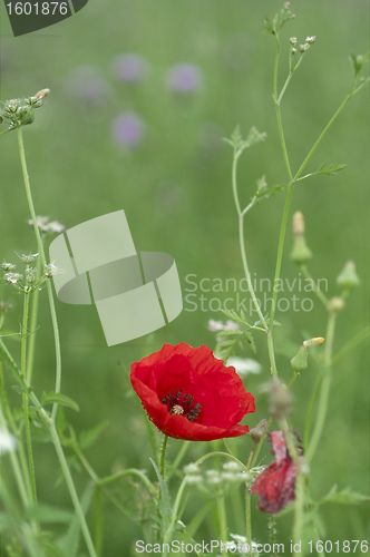 Image of  Red poppies