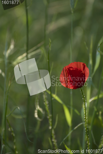 Image of  Red poppies