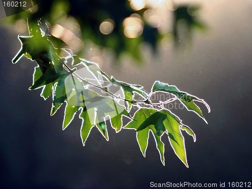 Image of Maple branch