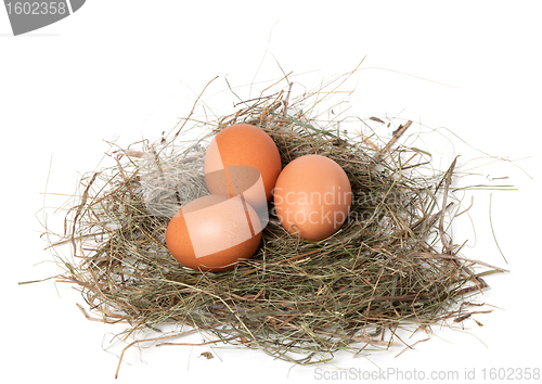 Image of Chicken eggs in nest