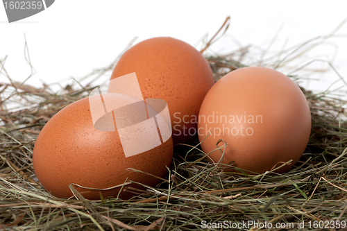 Image of Chicken eggs in nest