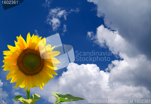 Image of Sunflower in corner