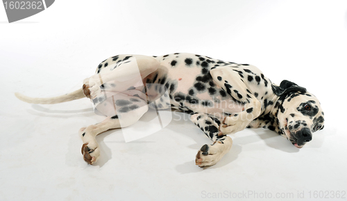 Image of dalmatian laid down