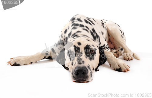 Image of Dalmatian