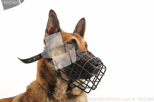 Image of malinois and muzzle