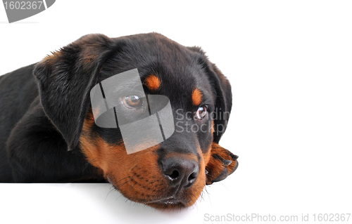 Image of puppy rottweiler