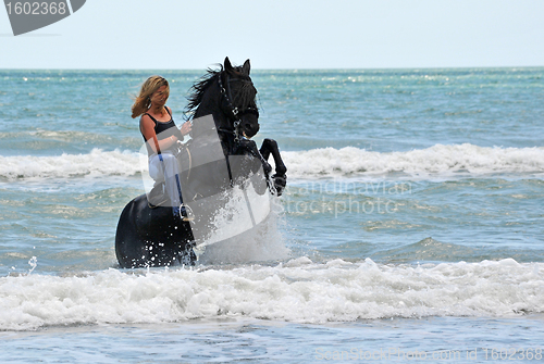 Image of rearing horse in the sea
