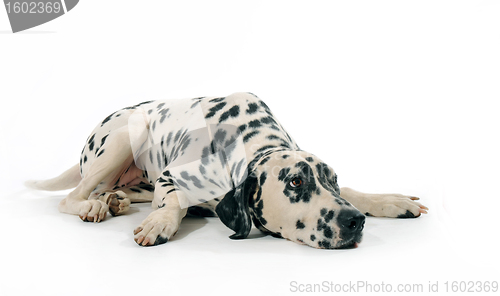 Image of dalmatian