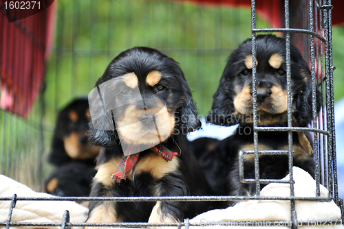 Image of puppies cockers spaniel