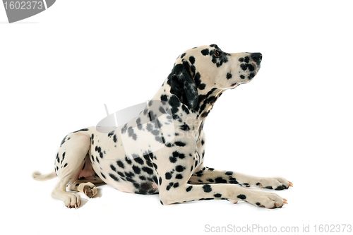 Image of Dalmatian