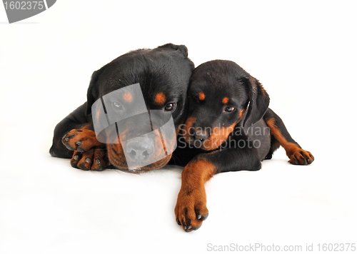 Image of baby rottweiler and his mother dog