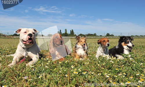 Image of five dogs