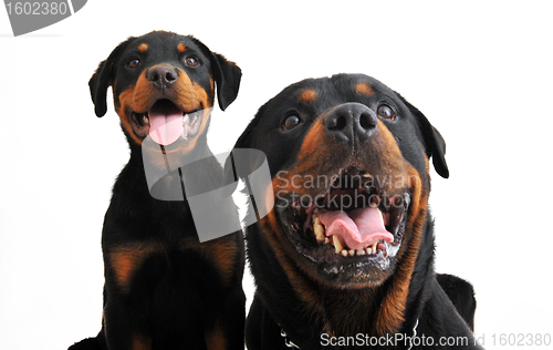 Image of rottweilers