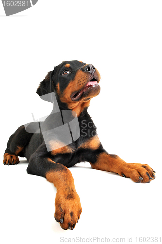 Image of rottweiler