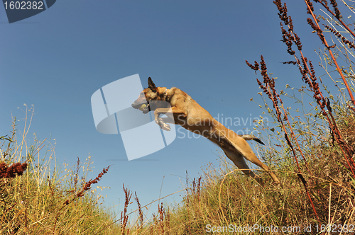 Image of jumping malinois