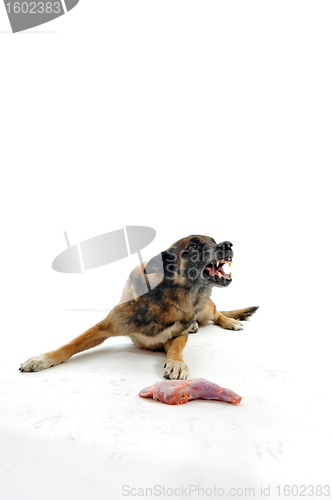 Image of dog and meat