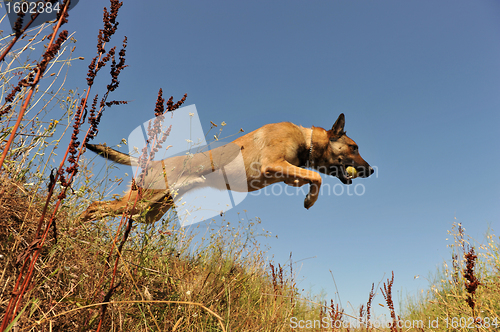 Image of jumping malinois