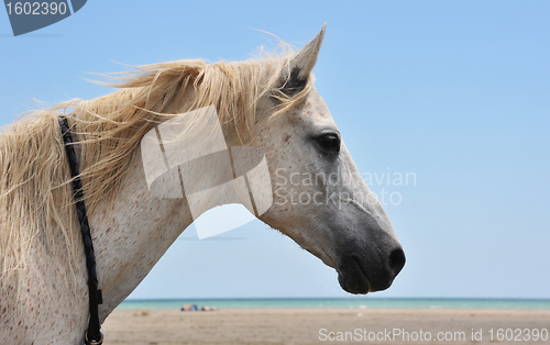 Image of horse on the beach