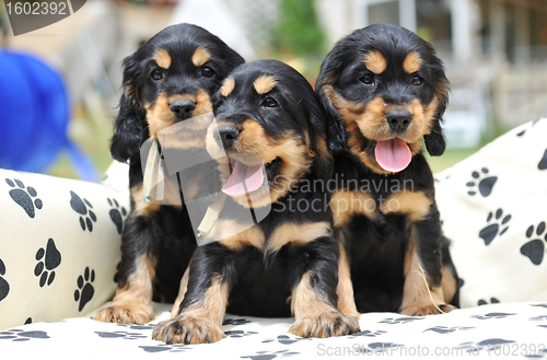 Image of three puppies