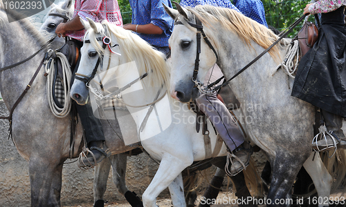 Image of camargue horses