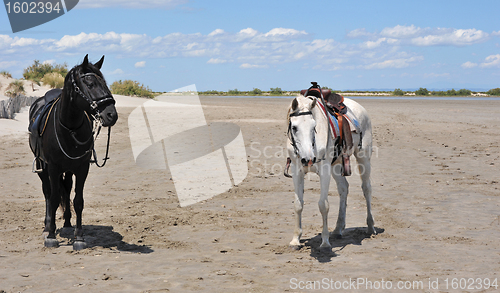 Image of horses on beach