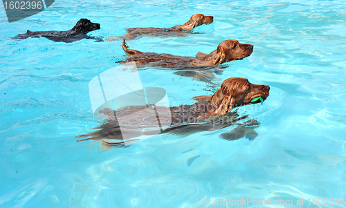 Image of swimming dogs