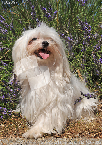 Image of maltese dog