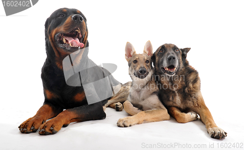 Image of three dogs