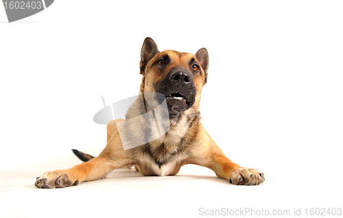 Image of guard dog