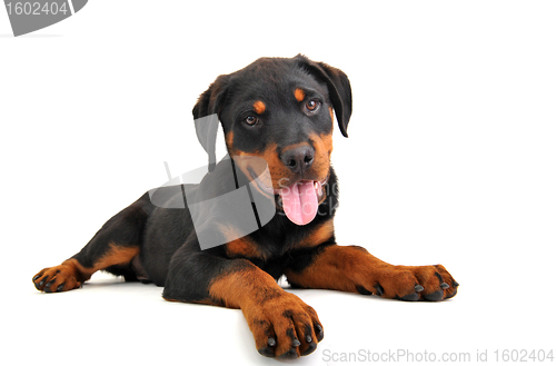 Image of puppy rottweiler