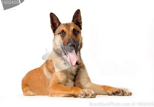 Image of malinois