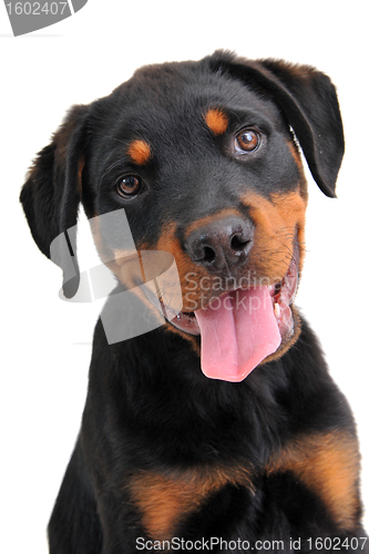 Image of rottweiler