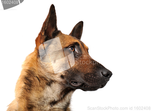 Image of malinois