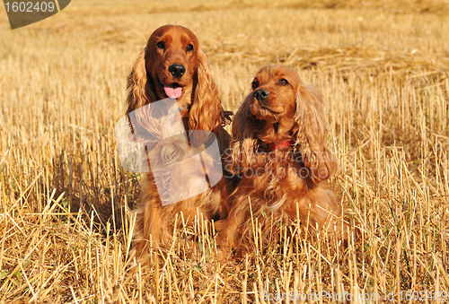 Image of two cockers