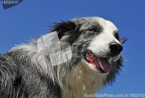 Image of border collie