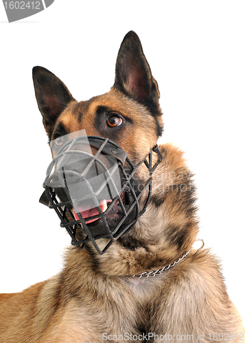 Image of malinois and muzzle